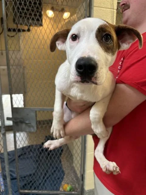 A baby medium-sized male Treeing Walker Coonhound dog named Beckham for adoption in Brewster, MA
