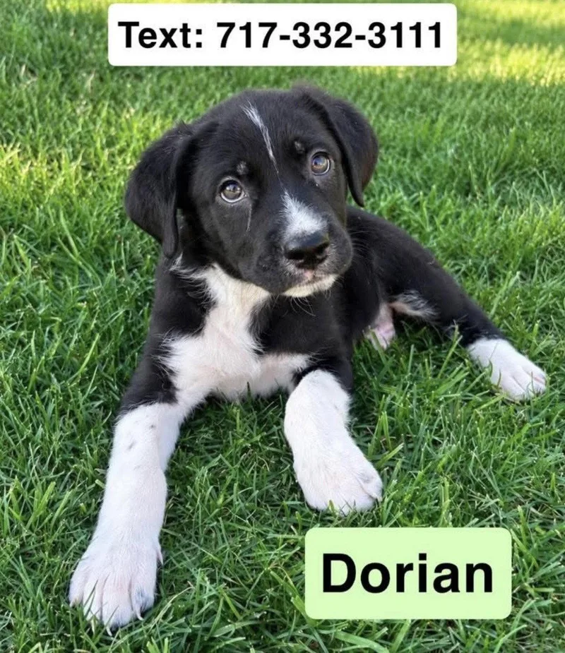 Dorian thumbnail 2