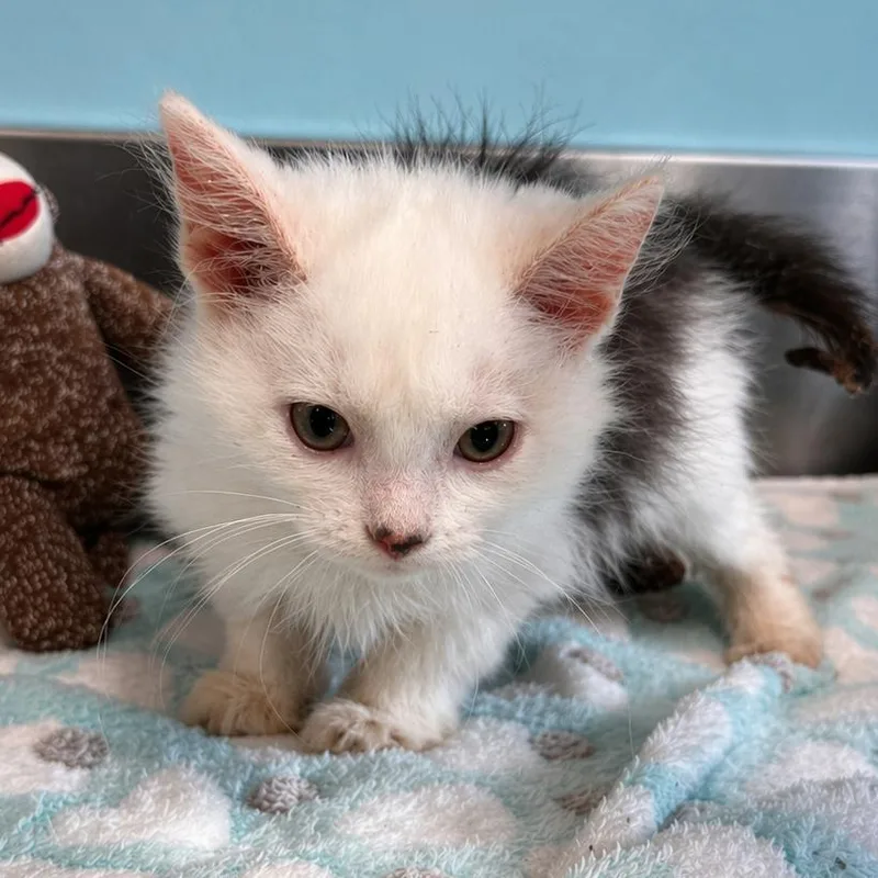 Strawberry Shortcake