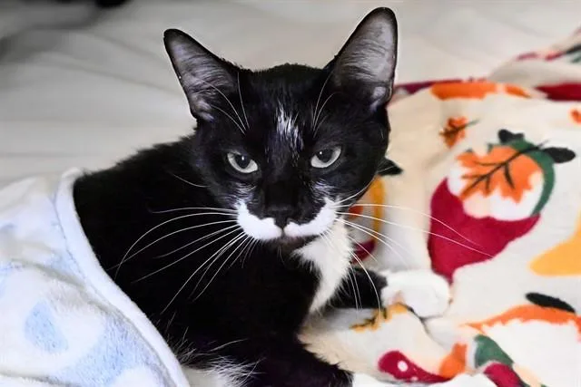 An adult medium-sized female Domestic Short Hair cat named Eloise for adoption in Fort Lauderdale, FL