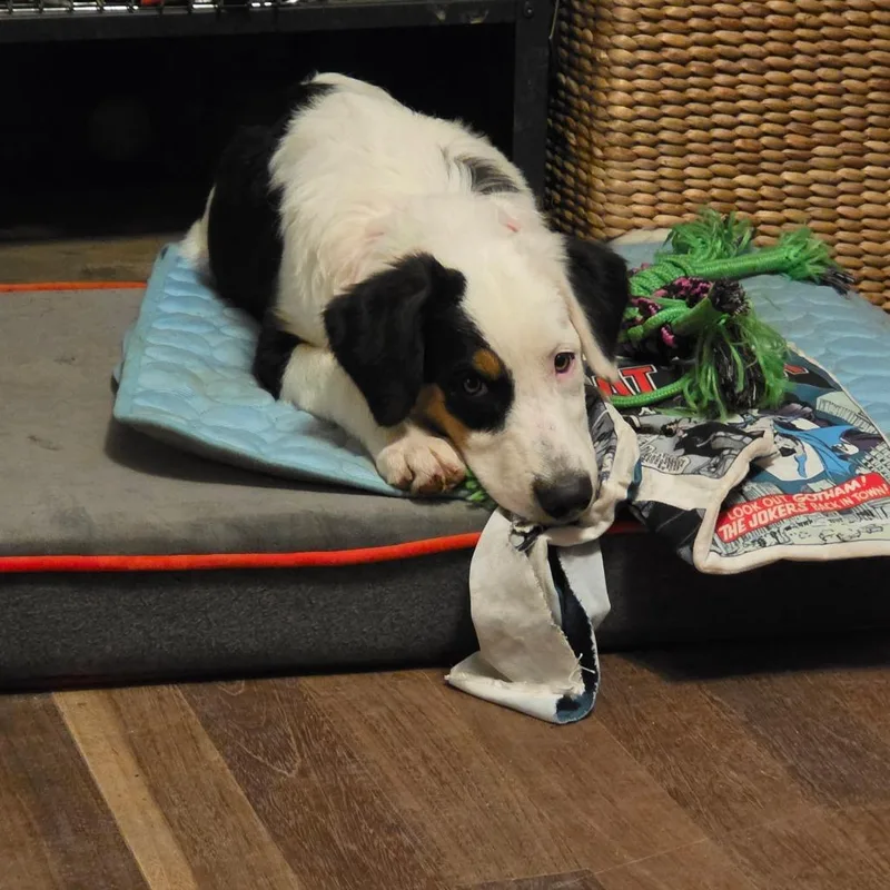 A baby medium-sized female White / Cream Australian Shepherd dog named Seraphina for adoption in Phoenix, AZ