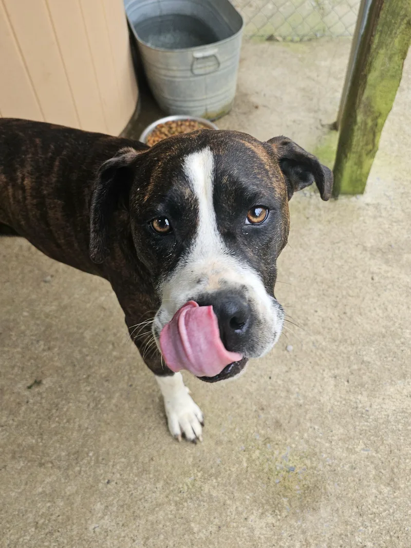 A young medium-sized female Brindle Mixed Breed dog named Pam for adoption in Talbott, TN