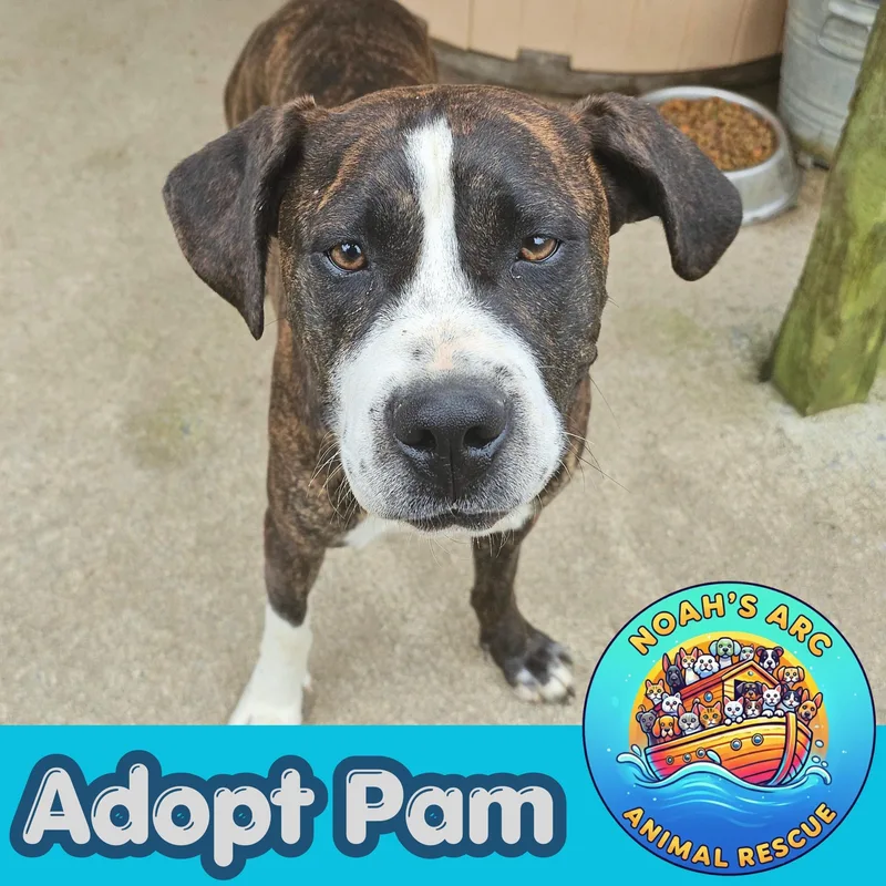 Pam thumbnail 2