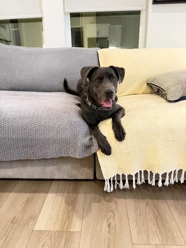 A young large-sized female Labrador Retriever dog named Hilda for adoption in Van Nuys, CA