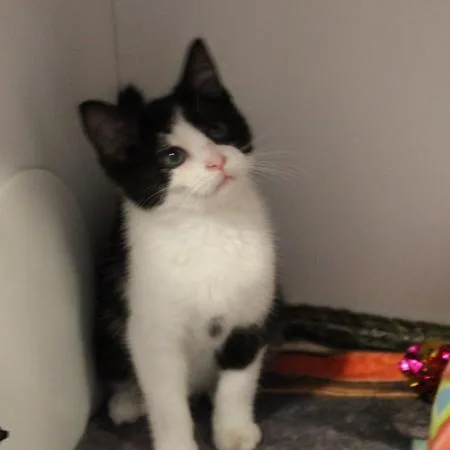 An adult small-sized male Black & White / Tuxedo Domestic Short Hair cat named Sylvester for adoption in Defiance, OH