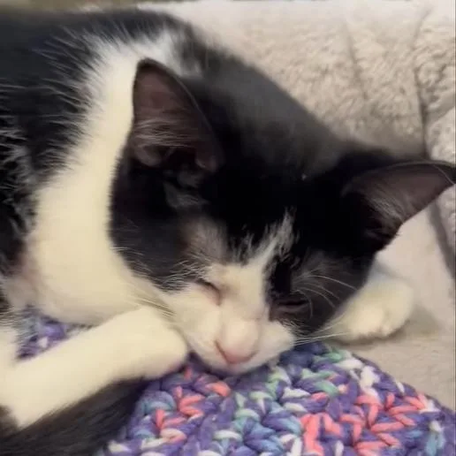 Sylvester thumbnail 2