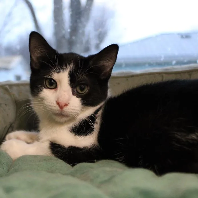 Sylvester thumbnail 3