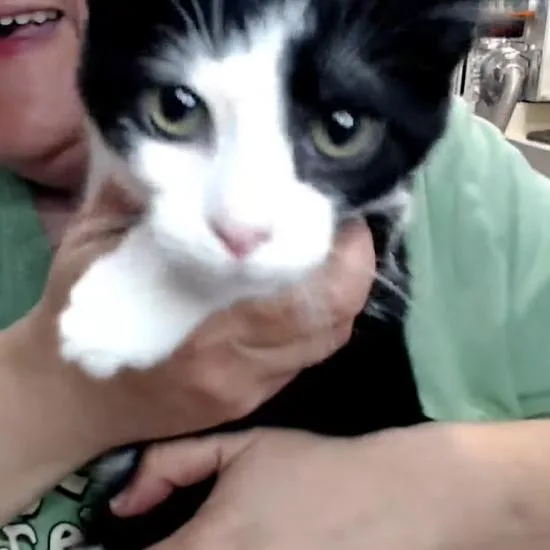Sylvester thumbnail 5