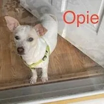 A young small-sized male White / Cream Chihuahua dog named Opie for adoption in Albany, NY