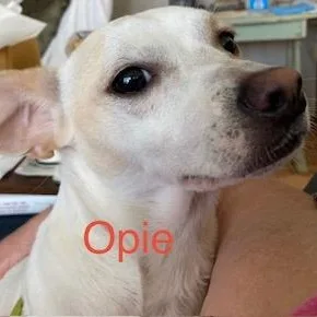 Opie thumbnail 2