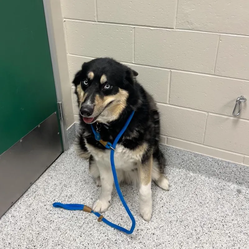 An adult large-sized female Black Husky dog named Sassy for adoption in Reno, NV