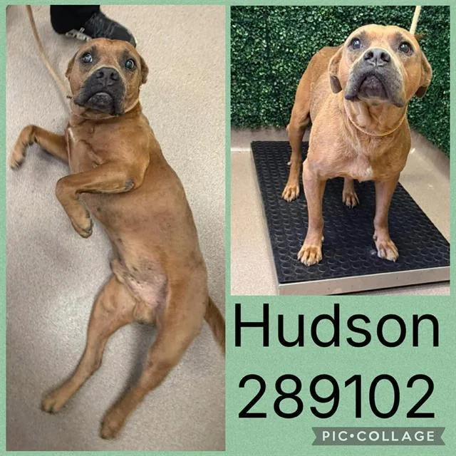 An adult medium-sized male Mixed Breed dog named Hudson for adoption in Macon, GA