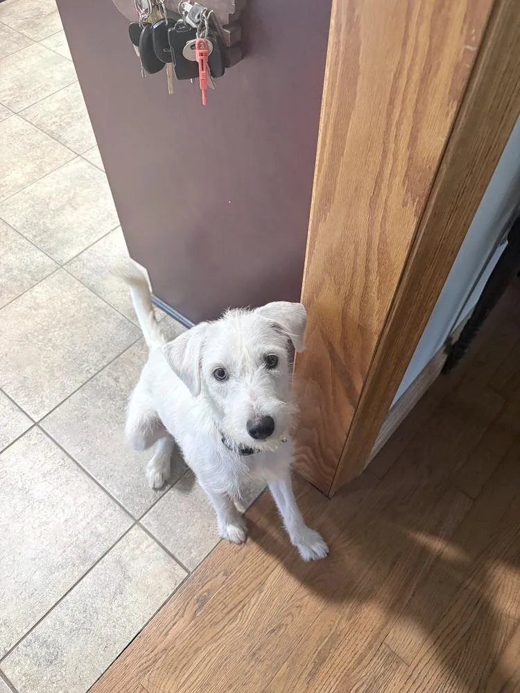 A young medium-sized male Terrier dog named Hank for adoption in Amherst, NY