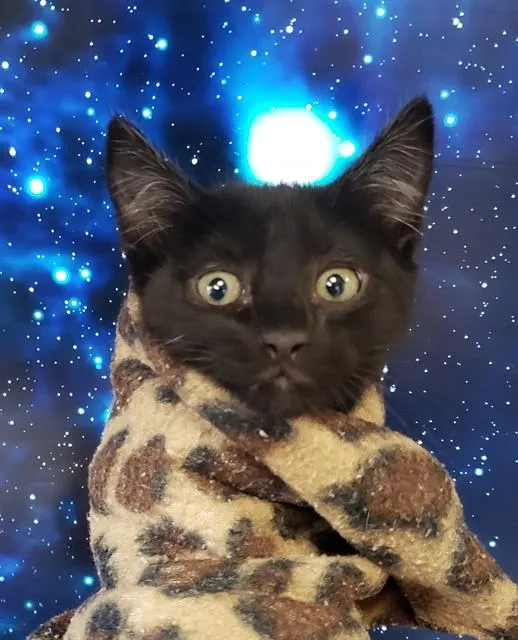 Orion