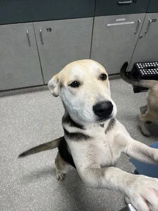 A baby medium-sized female German Shepherd Dog dog named Taylor for adoption in Oakland, CA