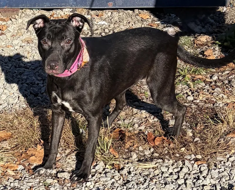 A young medium-sized female Black Labrador Retriever dog named Candy for adoption in McKeesport, PA