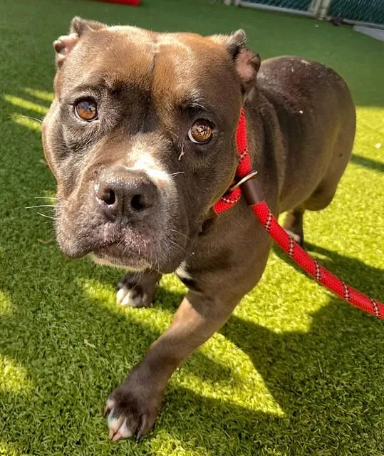 An adult medium-sized female Terrier dog named Opia for adoption in Olivette, MO