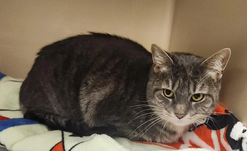 A senior large-sized female Tabby (Gray / Blue / Silver) Domestic Short Hair cat named Stormy for adoption in Clayton, NJ