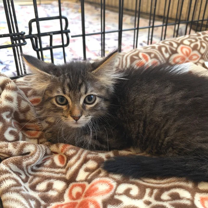 A baby small-sized male Brown / Chocolate Domestic Short Hair cat named Houdini for adoption in Deerfield, IL
