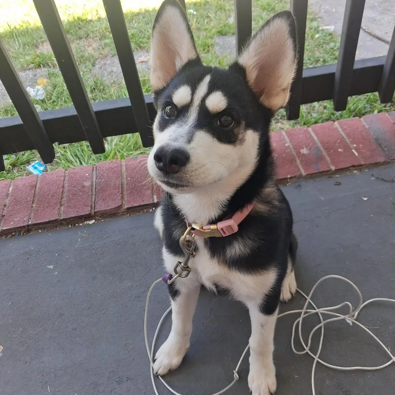A baby medium-sized female Black Husky dog named Alaska for adoption in Greensboro, NC