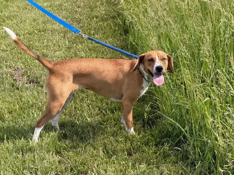 A young medium-sized female Golden Beagle dog named Daisy Rose for adoption in Liberty, IN