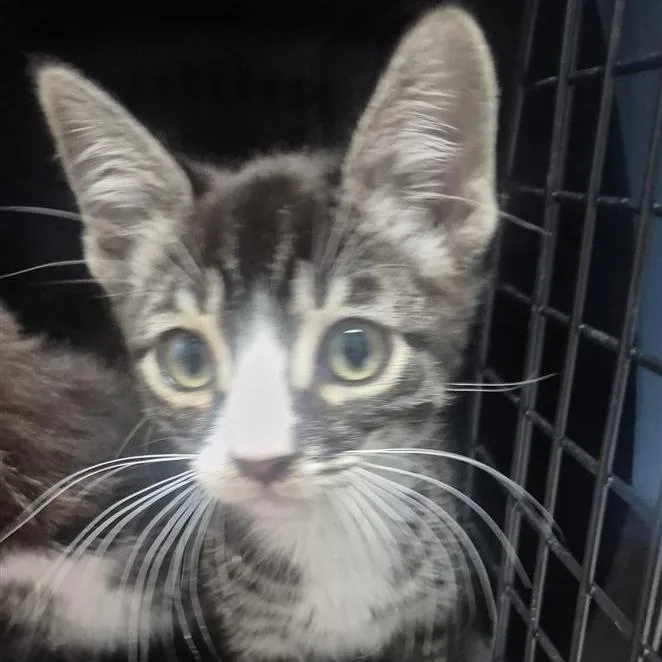 A baby small-sized female Brown / Chocolate Domestic Short Hair cat named Toph for adoption in Tacoma, WA