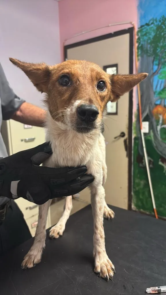 A young small-sized female Australian Cattle Dog / Blue Heeler dog named Clarencina for adoption in New Braunfels, TX