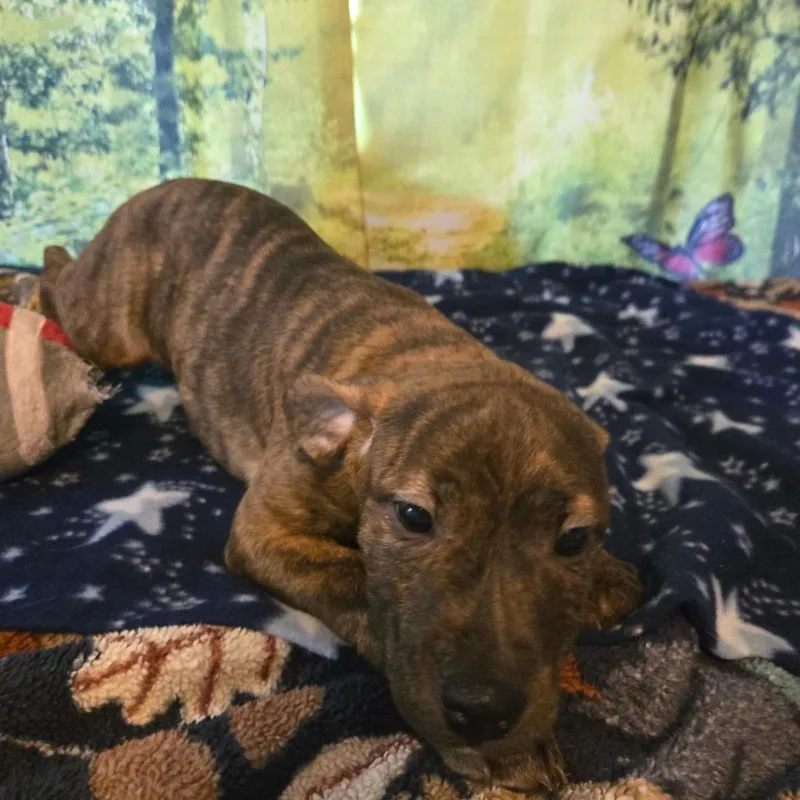 A baby medium-sized female Brindle Pit Bull Terrier dog named Brielle for adoption in Lima, OH