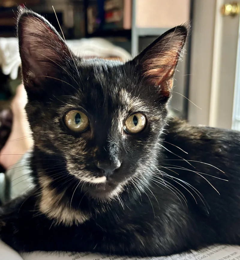 Felicia