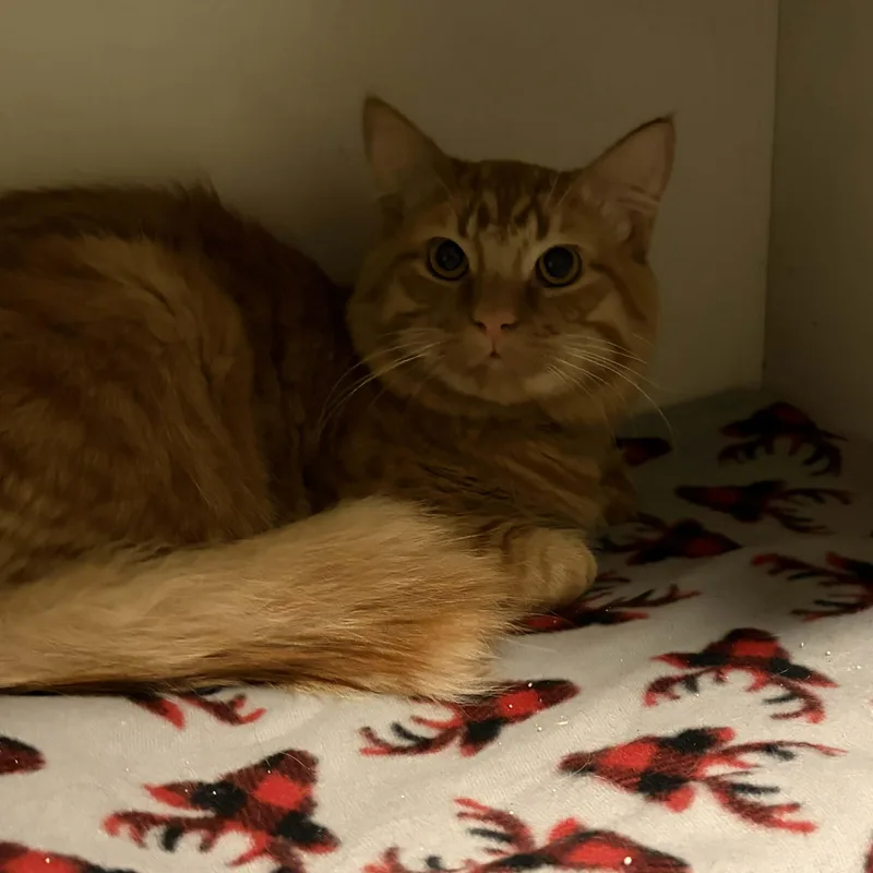A young large-sized male Tabby (Orange / Red) Tabby cat named Sully for adoption in Antioch, CA