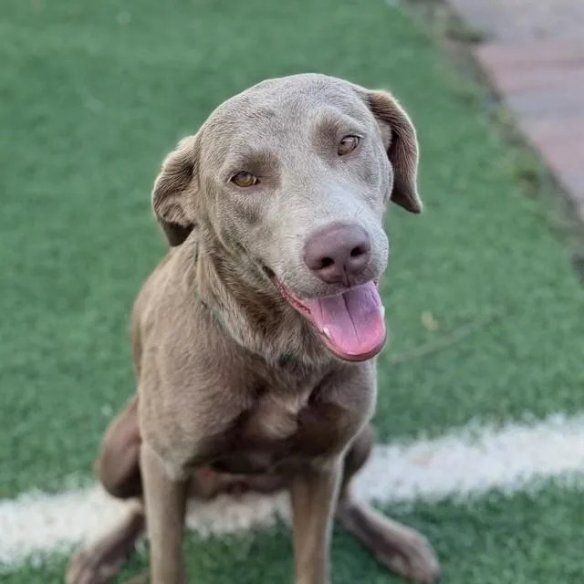 A young medium-sized female Labrador Retriever dog named Lady Glory for adoption in Sugar Land, TX