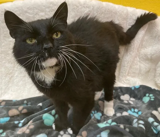 An adult medium-sized male Domestic Medium Hair cat named Sylvester for adoption in Upper Marlboro, MD