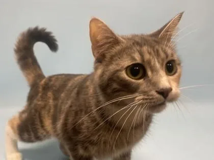 An adult small-sized female Domestic Medium Hair cat named Milkshake for adoption in Golden Valley, MN
