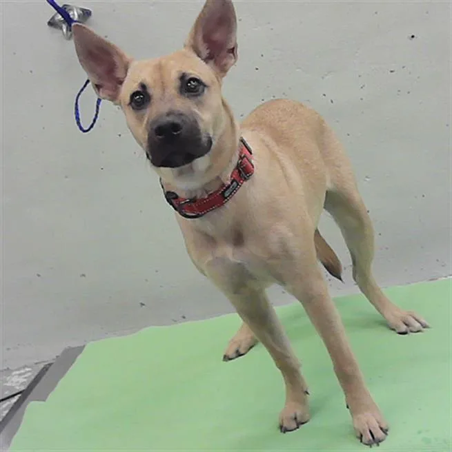 A baby medium-sized female German Shepherd Dog dog named Arabella for adoption in Houston, TX
