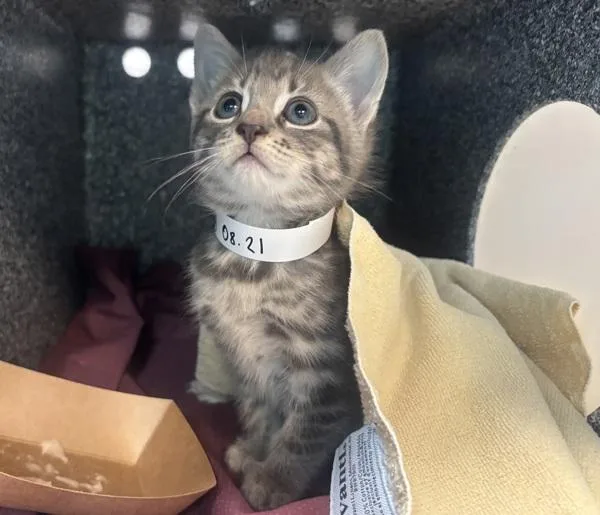 TjMeow