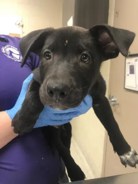 A baby small-sized male German Shepherd Dog dog named Pickles for adoption in Conroe, TX