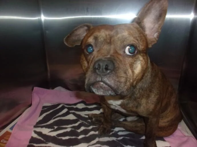 An adult medium-sized male Staffordshire Bull Terrier dog named Burk for adoption in Van Nuys, CA