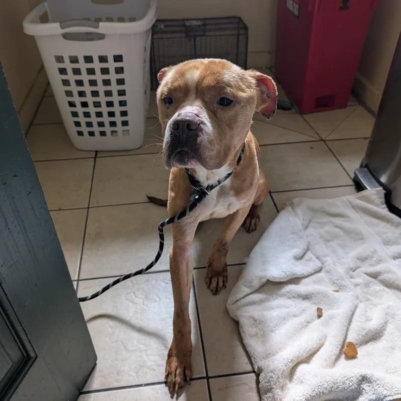 An adult medium-sized male Yellow / Tan / Blond / Fawn Pit Bull Terrier dog named Del Taco for adoption in Pasadena, CA