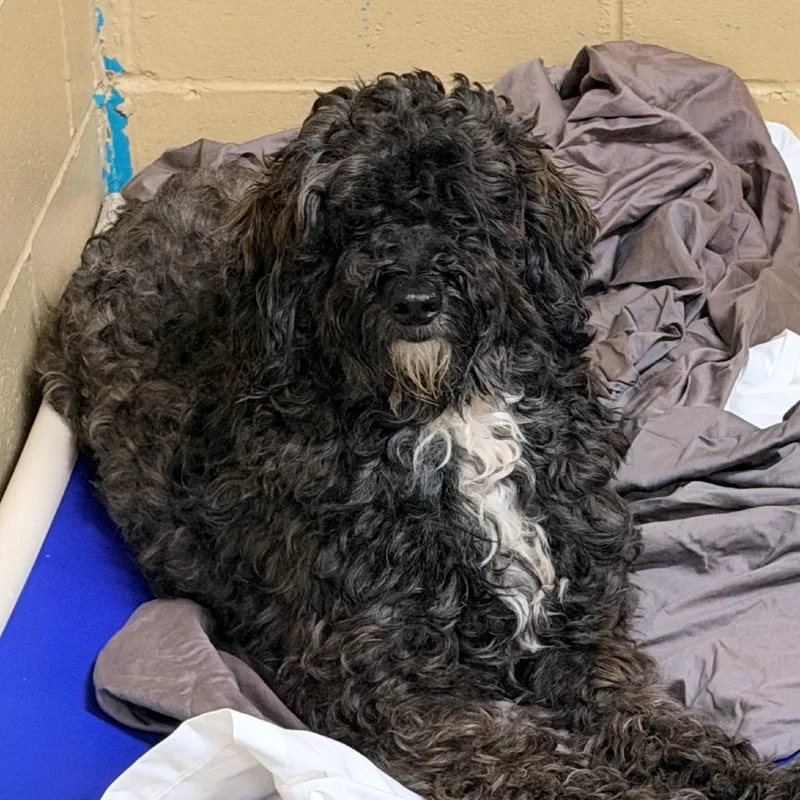 An adult medium-sized male Black Sheep Dog dog named Eli for adoption in Newark, NJ