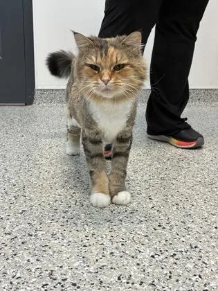 Sofia