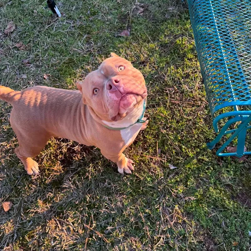 Big Head Baby