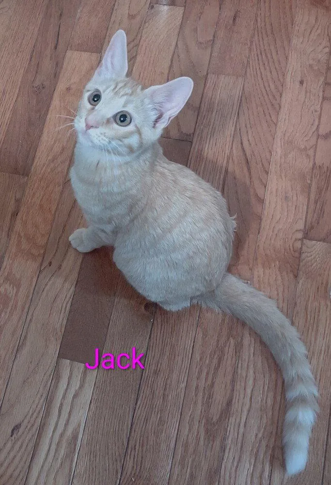 A baby medium-sized male Domestic Short Hair cat named Jack for adoption in O'Fallon, MO