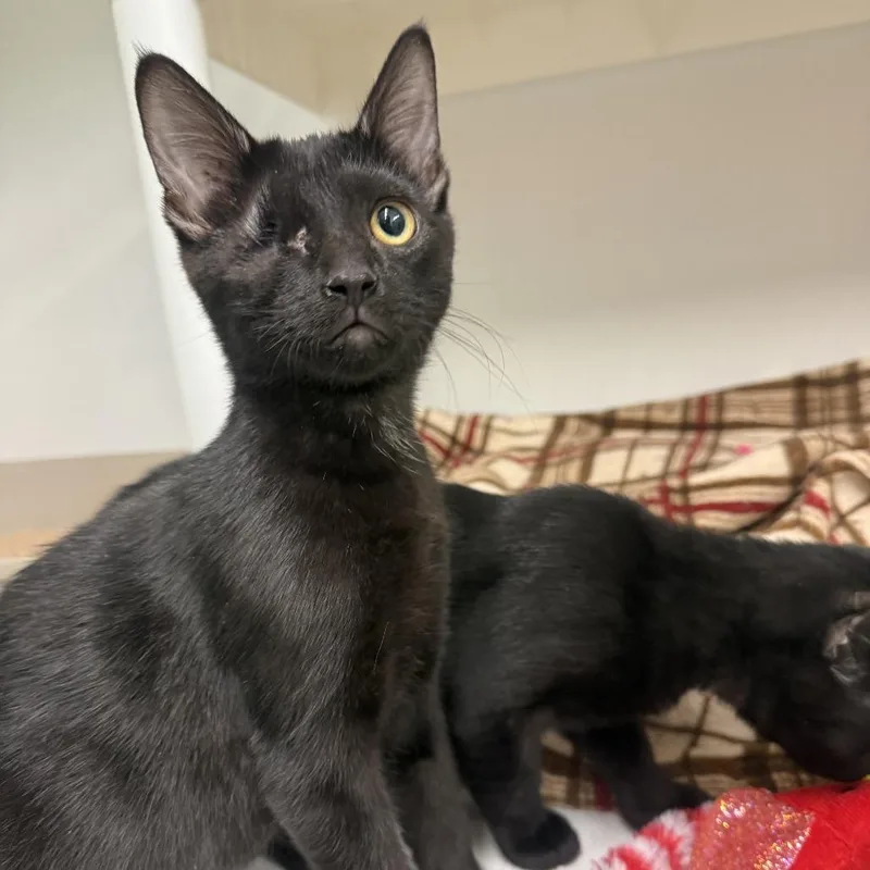 A baby small-sized female Black Domestic Short Hair cat named Socrates for adoption in Colorado Springs, CO