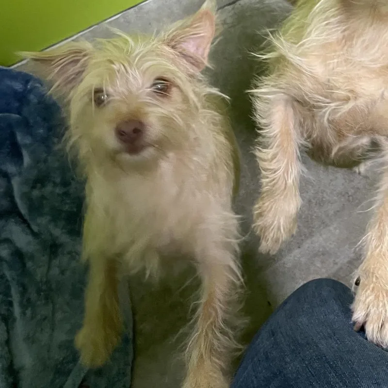 An adult small-sized female Terrier dog named Nova for adoption in Spokane, WA