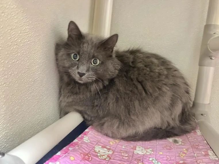 A senior small-sized male Domestic Long Hair cat named Dusty for adoption in Chapel Hill, NC