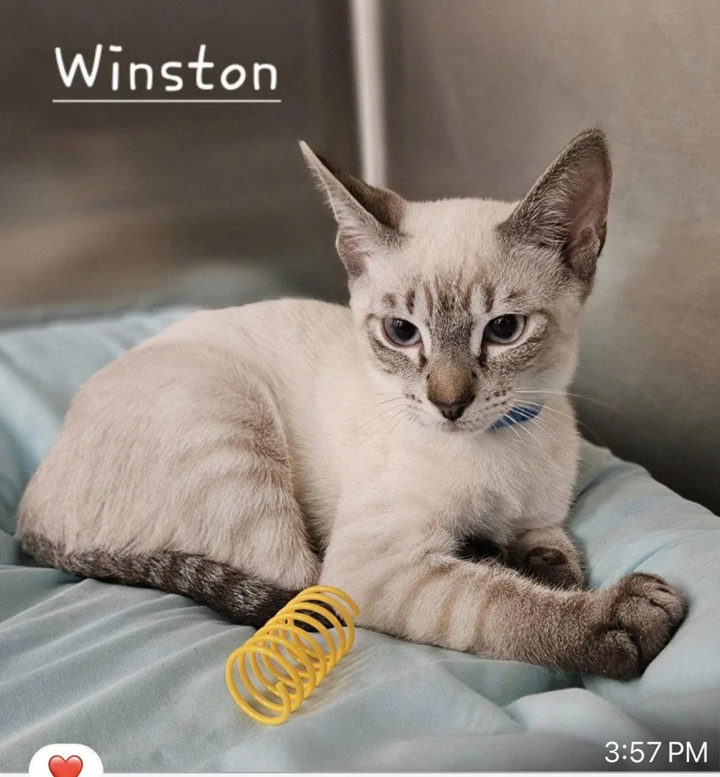 Winston
