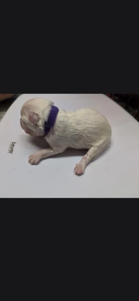 A baby small-sized male Eskimo Dog dog named Jella purple collar for adoption in Syracuse, IN