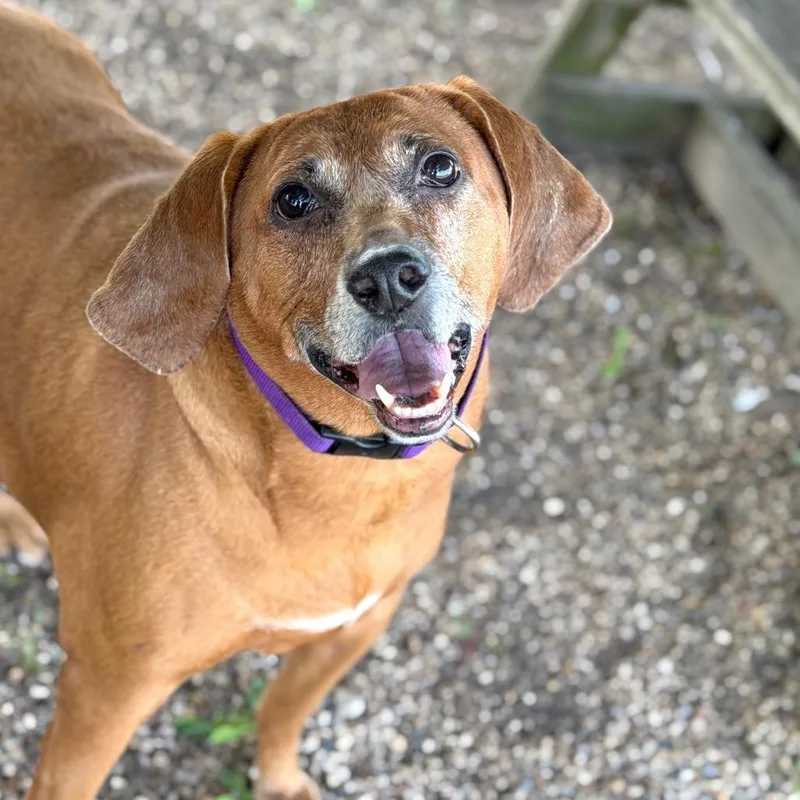 A senior large-sized female Brown / Chocolate Mixed Breed dog named Tula for adoption in DeKalb, IL