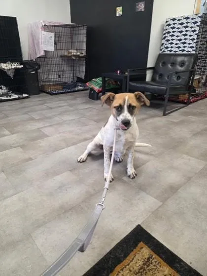 A baby medium-sized female Hound dog named Gabriella for adoption in West Chester, PA