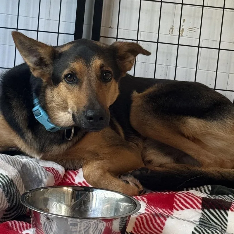 An adult medium-sized male Black German Shepherd Dog dog named Mr. Peanuts for adoption in Austin, TX